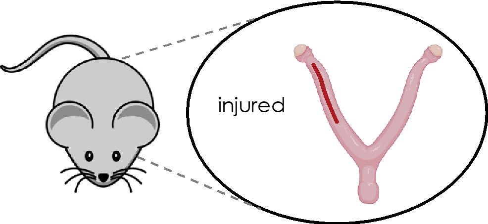 utirine-injury-embryo